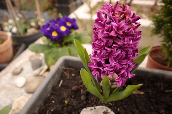 Flowers Nature Outdoors Hyacinth — Stock Photo, Image