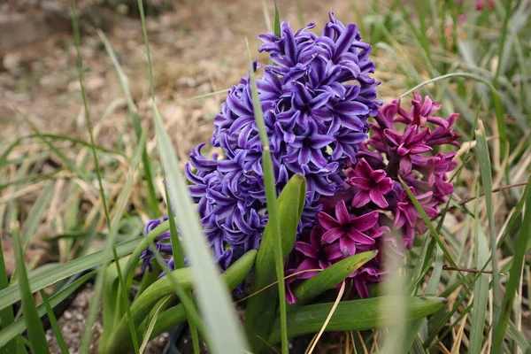 Flowers Nature Outdoors Hyacinth — Stock Photo, Image