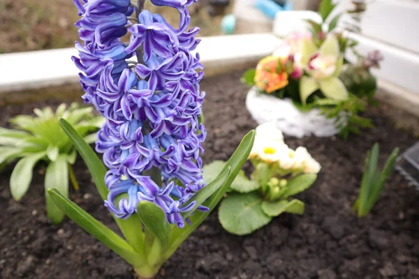 Hermosas Flores Jacinto Púrpura Jardín —  Fotos de Stock