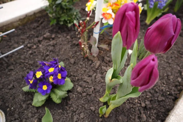 Flores Naturaleza Aire Libre Tulipanes Púrpura Primerosa Violeta —  Fotos de Stock