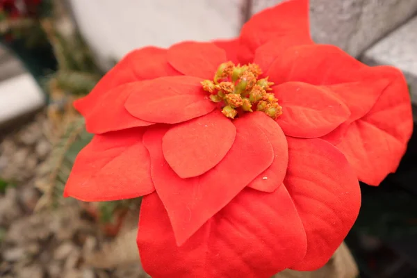 Flor Roja Jardín — Foto de Stock