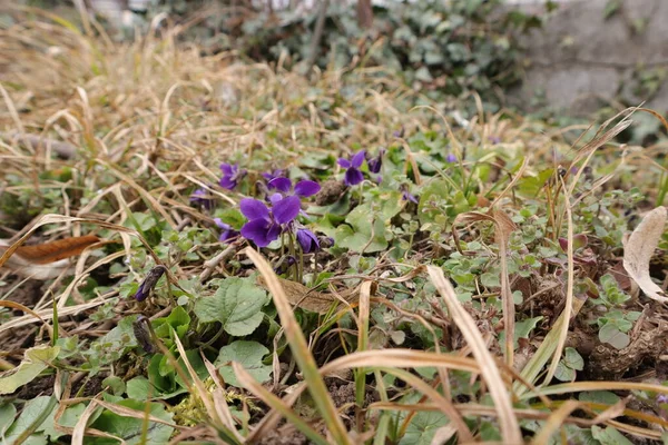 Çiçekler, Doğa, Tatlı Menekşeler, Viola kokusu