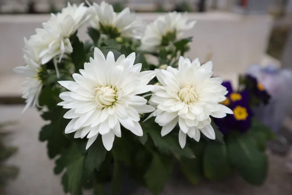 Blumen Chrysanthemen Garten — Stockfoto