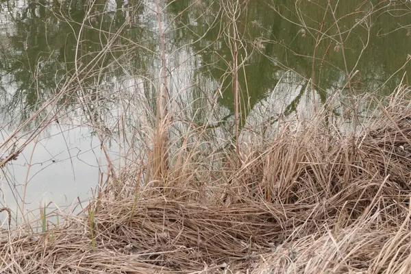 Marsh Swamp Delta Nature Outdoors — Stock Photo, Image