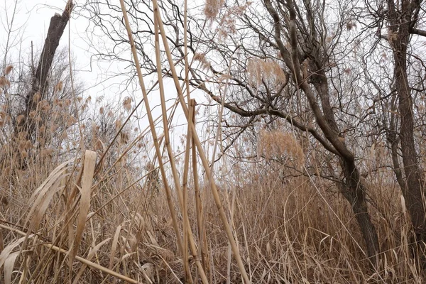 Marsh Träsk Delta Natur Utomhus — Stockfoto