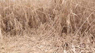 Bataklık, Bataklık, Kuru Reed Gölü, Sonbahar