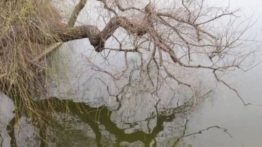 Göl suyuna yansıyan söğüt ağacı dalları, Göl kıyısında