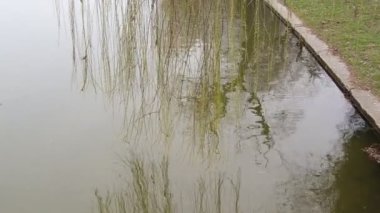 Göl suyuna yansıyan söğüt ağacı dalları, Göl kıyısında