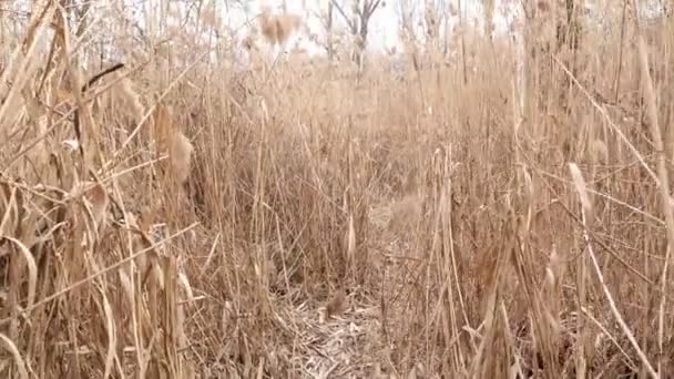 Bataklık Bataklık Kuru Reed Gölü Sonbahar — Stok video