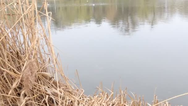 Pântano Pântanos Reed Seco Perto Lago Outono — Vídeo de Stock