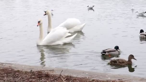 Ζευγάρι Λευκών Κύκνων Και Πάπιας Κολυμπούν Λίμνη — Αρχείο Βίντεο