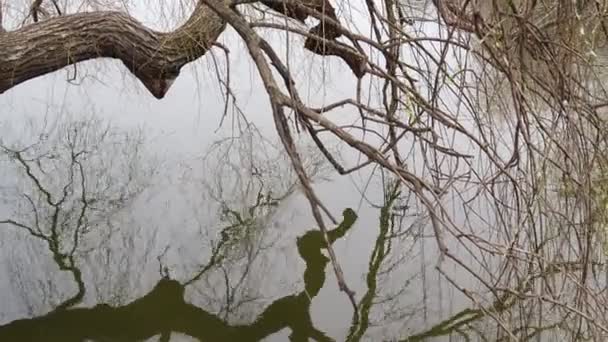Weidenzweige Die Sich Teichwasser Spiegeln Der Nähe Des Sees — Stockvideo