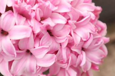 Çiçekler, doğa açık hava, sümbül.