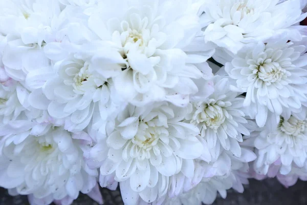 stock image white chrysanthemum flowers in the garden