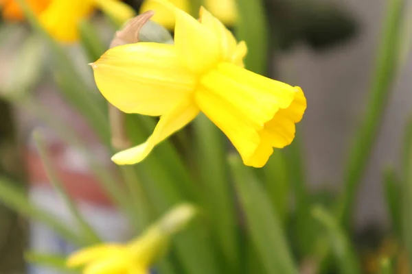 Çiçekler Nergis Sarı Bir Bahçede — Stok fotoğraf