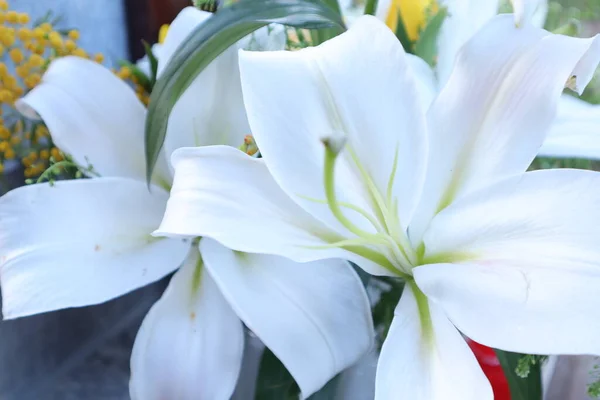 Flores Lilly Jardín — Foto de Stock