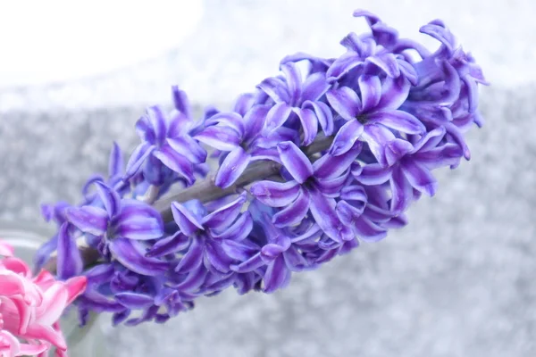 Цветы Природа Открытом Воздухе Гиацинт — стоковое фото