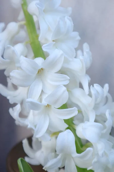 Белые Гиацинтовые Цветы Сером Фоне — стоковое фото
