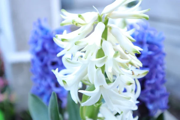 花园里美丽的白色百合花 — 图库照片