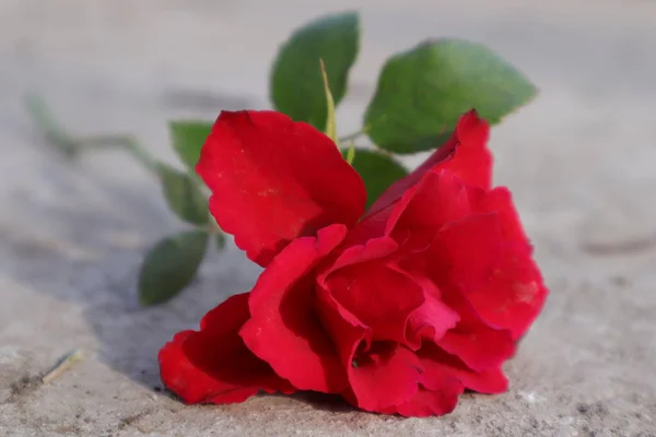 Rote Rose Auf Einem Hölzernen Hintergrund — Stockfoto