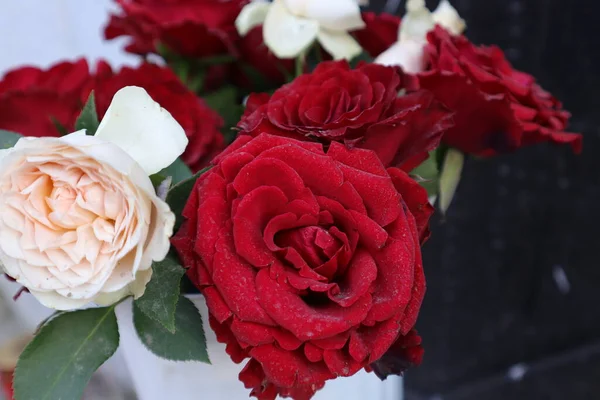Schöne Rote Rosen Einer Vase Auf Weißem Hintergrund — Stockfoto