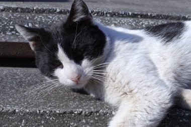 Siyah beyaz kedi yerde yatıyor.