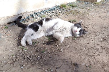 Kedi beyaz tüylü bir köpeği yiyor.