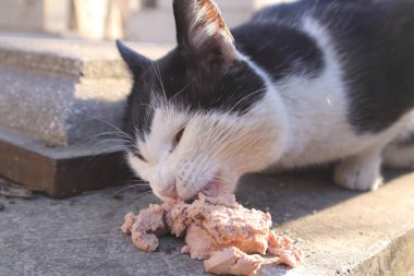 Sevimli, dost canlısı, Siyah ve Beyaz Kedi Yiyen