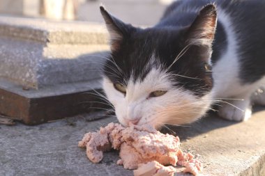 Sevimli, dost canlısı, Siyah ve Beyaz Kedi Yiyen