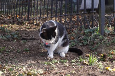 Şirin, dost canlısı, siyah ve beyaz bir kedi burnunu yıkıyor.