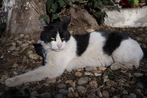 Schwarz Weiße Katze Der Stadt — Stockfoto