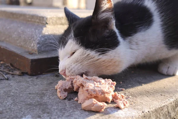 Sevimli, dost canlısı, Siyah ve Beyaz Kedi Yiyen