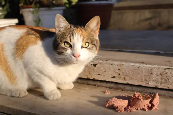 นแมวส าตาลและขาวน กเป — ภาพถ่ายสต็อก