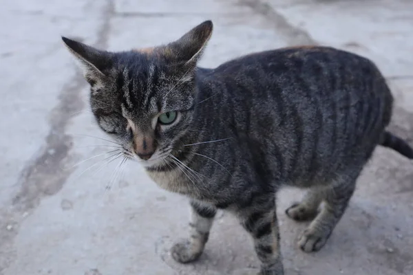 Dost Canlısı Kör Tekir Kedi — Stok fotoğraf