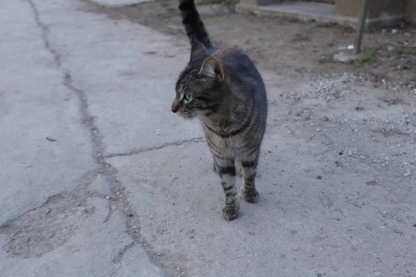 Sokaktaki Kedi — Stok fotoğraf