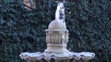 Göl suyuna yansıyan söğüt ağacı dalları, Göl kıyısında