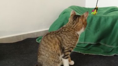 Beyaz Pençeli ve Pembe Burunlu Tekir Kediyi Oynayan Şirin