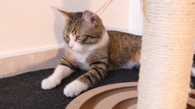 Şirin Tekir Kedi Tırmalama Çubuğunda Oynuyor