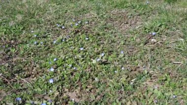 Baharda Bahçedeki Çiçekler