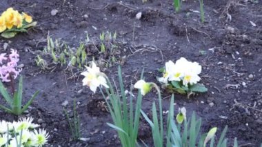 Baharda bir bahçede çiçekler, güzel botanik çekimler, doğal duvar kağıtları.