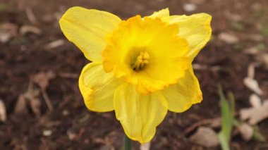 Baharda bir bahçede çiçekler, nergisler