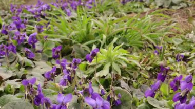 Baharda Bahçede Çiçekler, Tatlı Menekşeler, Viola kokuları