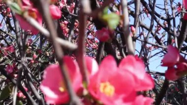 Ağaçtaki pembe çiçekler.