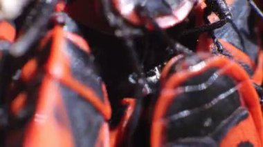 Kırmızı Ateş Böceği, Pyrrhocoris Apterus