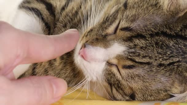 Cute Tabby Cat Sleeping Gets Nose Boops — Stock Video