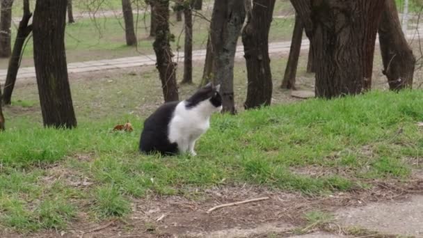 可爱的芝麻开门猫 — 图库视频影像