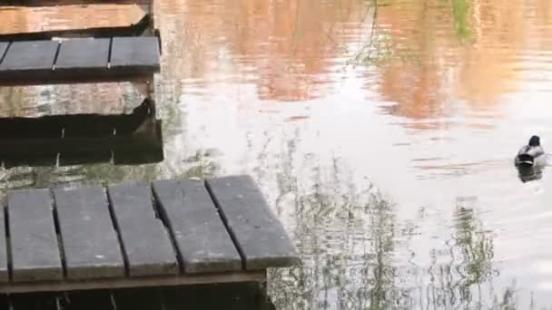 Kaczki Nad Jeziorem Pobliżu Drewnianego Pontonu — Wideo stockowe