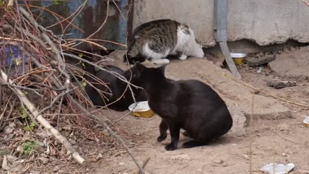 Cute Tame Stray Cats — стоковое видео