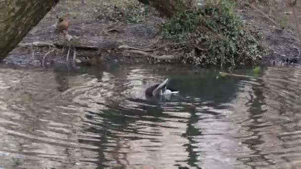 Πάπιες Μια Λίμνη Που Πλένουν Φτερά Τους — Αρχείο Βίντεο