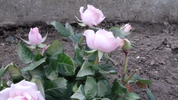 Květiny Zahradě Jaře Růžové Růže — Stock video